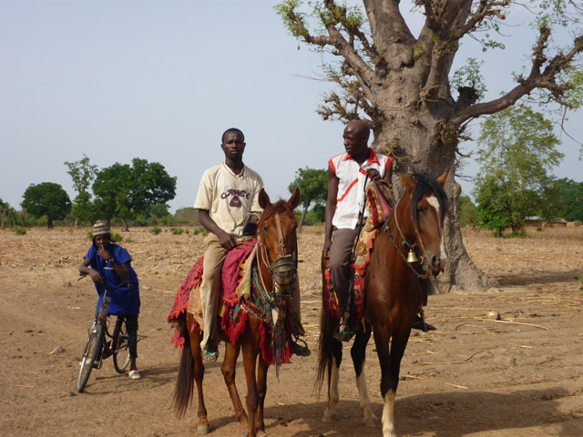 Bénin - Les Wassangari, maîtres danseurs des chevaux de prestige