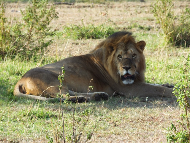 Tanzanie - Parc du Serengeti