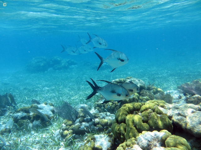 Belize - Caye Caulker