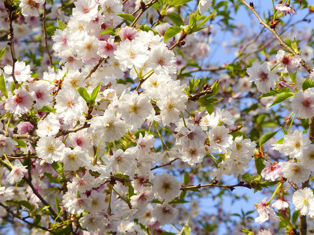 Japon - Des Cerisiers en Fleur et des Singes à Kyoto