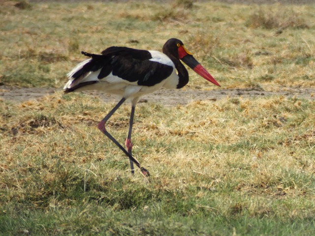 Tanzanie - Le Lac Natron et l\'Ol Doinyo Lengai