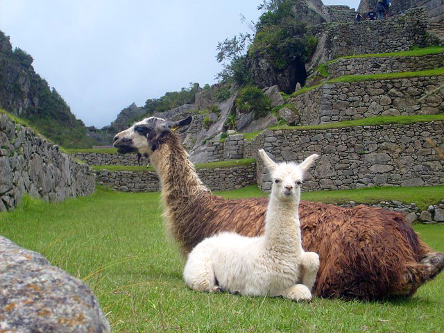 Pérou - Le Machu Picchu