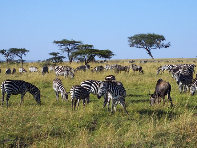 Tanzanie - Parc du Serengeti