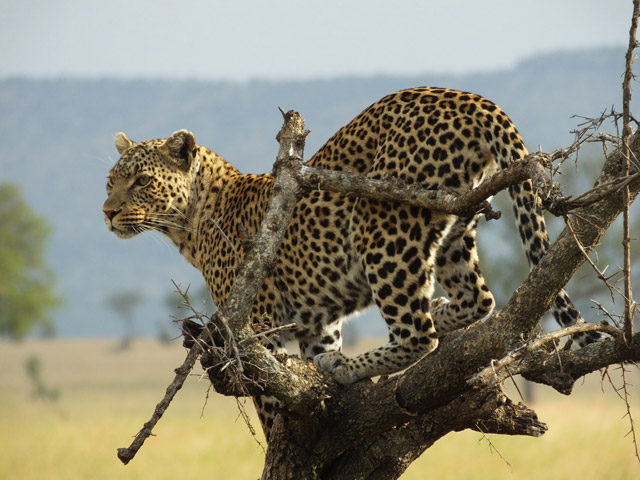 Tanzanie - Parc du Serengeti