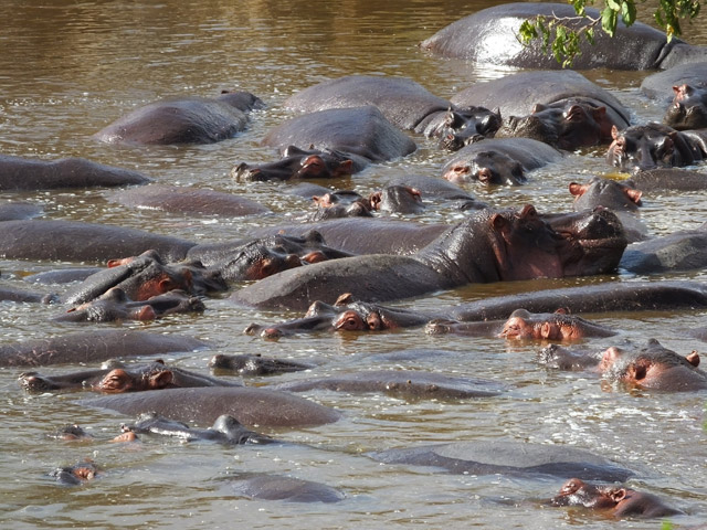 Tanzanie - Parc du Serengeti