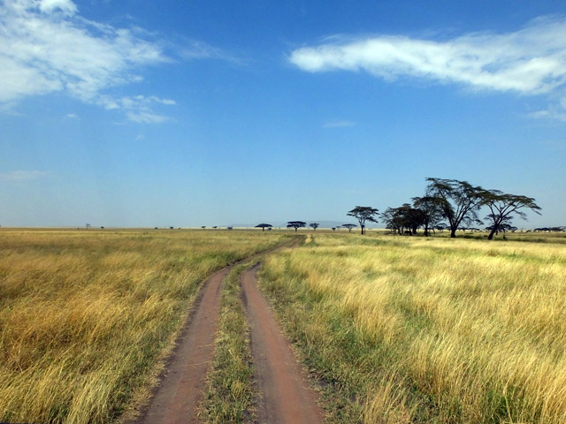 Tanzanie - Parc du Serengeti