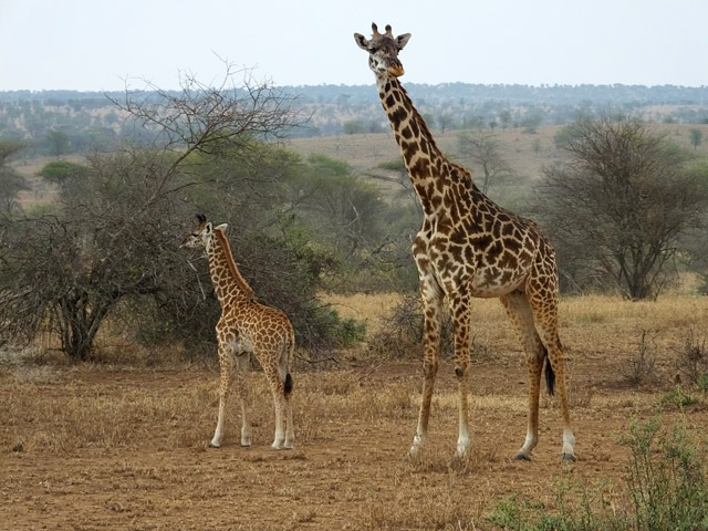 Tanzanie - Parc du Serengeti