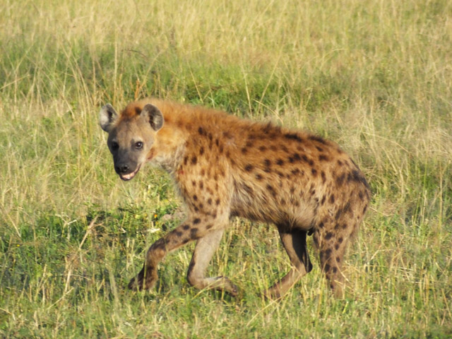 Tanzanie - Parc du Serengeti