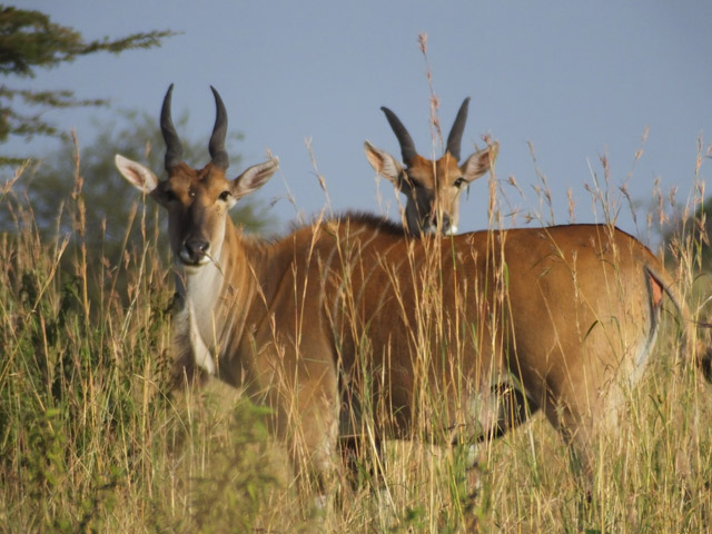 Tanzanie - Parc du Serengeti