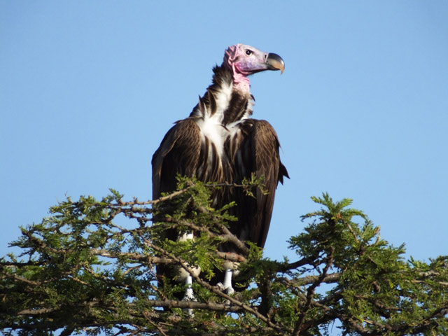 Tanzanie - Parc du Serengeti