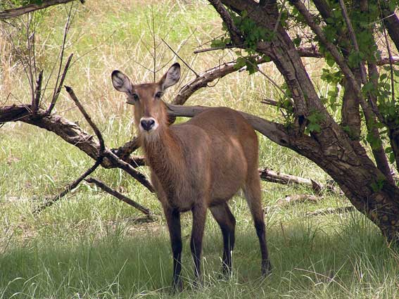 Bénin - Parc National de la Pendjari 