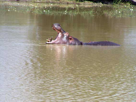 Bénin - Parc National de la Pendjari 