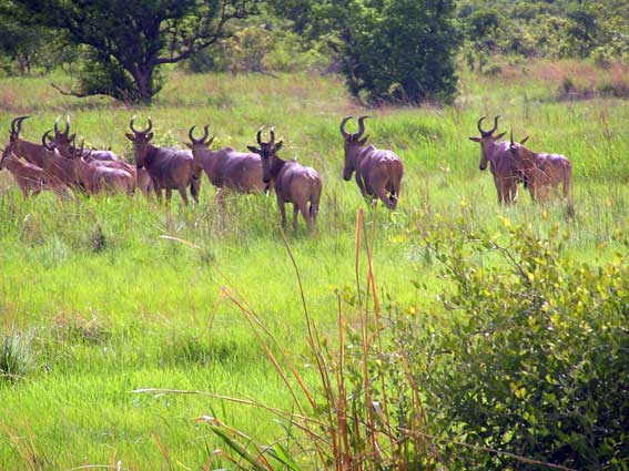 Bénin - Parc National de la Pendjari 