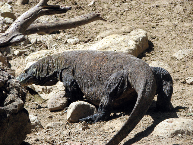 Indonésie - Les Dragons de Komodo