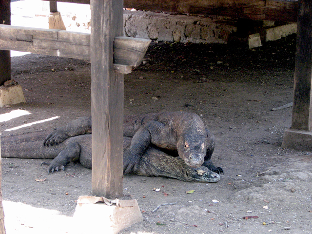 Indonésie - Les Dragons de Komodo