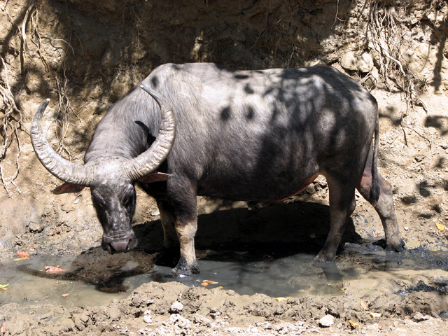 Indonésie - Les Dragons de Komodo : Buffle sur l\'ile de Rinca